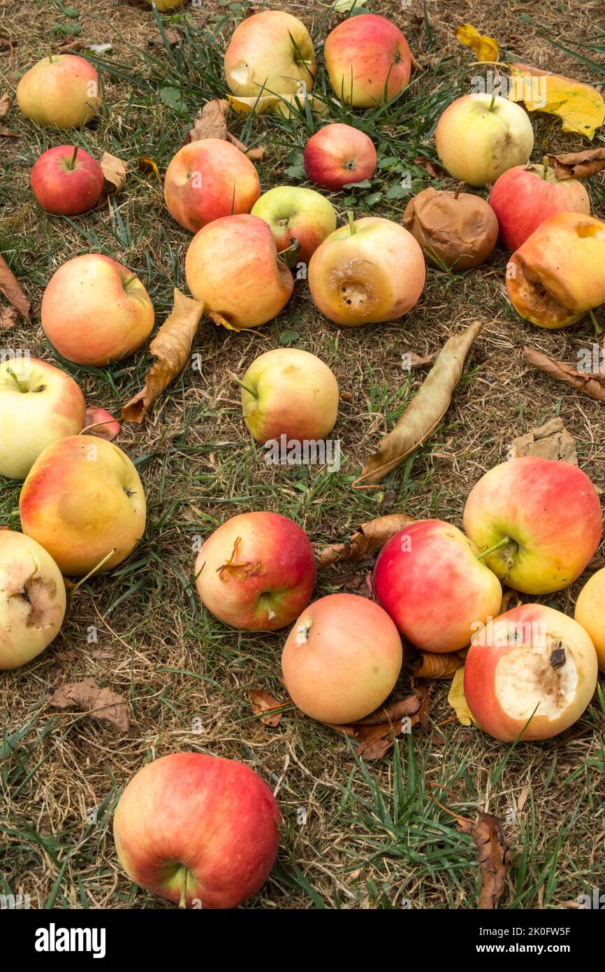 Im September fielen Windfall-Äpfel auf den Boden. Suffolk, Großbritannien. Stockfoto