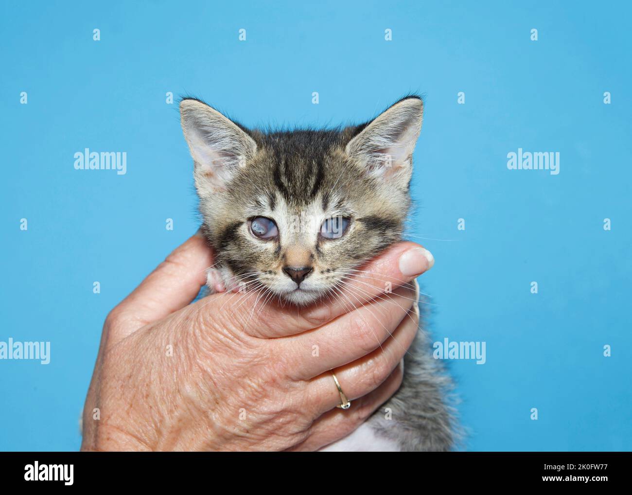 Nahaufnahme eines tabby Kätzchens mit FHV, Herpes-Viruskonjunktivitis in beiden Augen, linkes Auge mit Hornhautulkus als Folge. Ältere weibliche kaukasische Hand ho Stockfoto