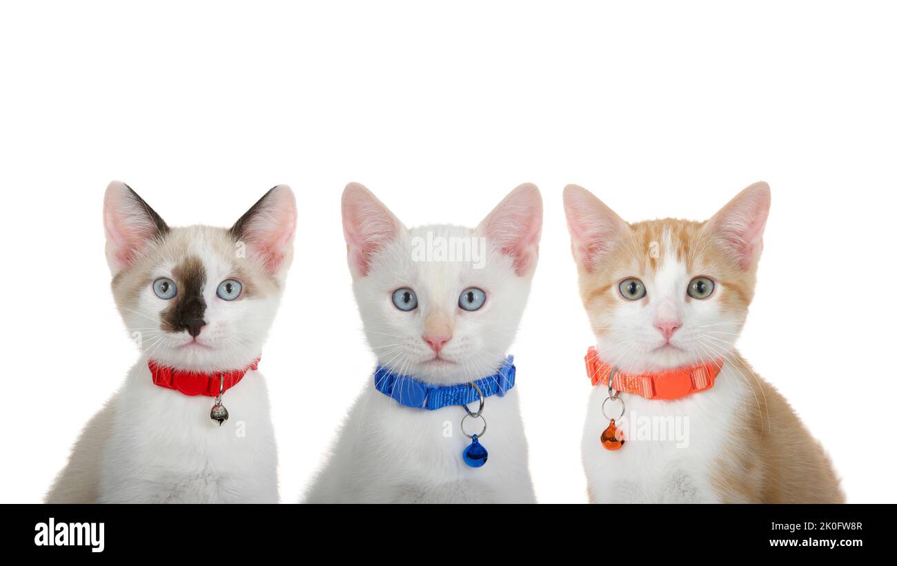 Trio von entzückenden weißen, orangen und siamesischen Kätzchen mit gestromten Kätzchen, die farbenfrohe Kragen tragen und Glocken den Betrachter angucken. Isoliert auf Weiß. Stockfoto