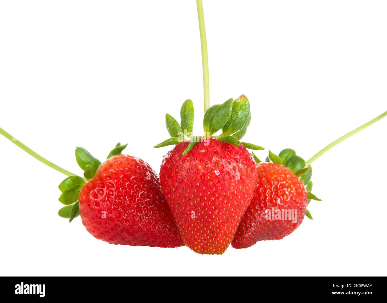 Drei große frische rote Bio-Erdbeeren mit Stielen und Blättern, isoliert auf Weiß. Stockfoto