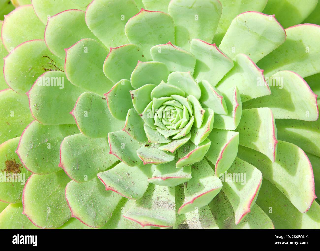 Nahaufnahme von Sempervivum tectorum, der gewöhnlichen Hauseke, einer blühenden Pflanze aus der Familie der Crassulaceae. Eine Rosette bildende saftige immergrüne Pflanze Stockfoto