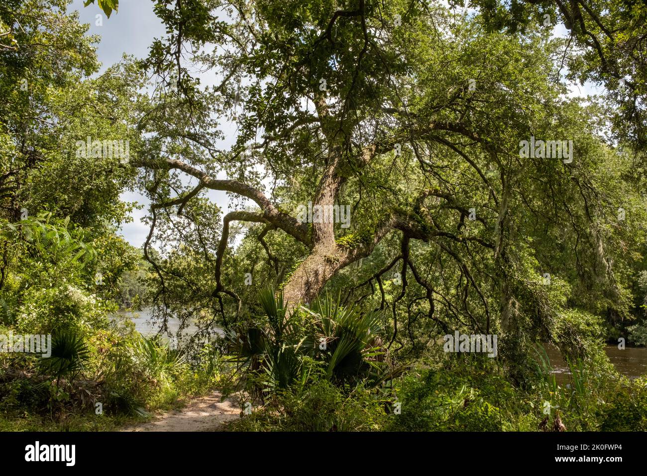 Ein großer Baum biegt in Richtung Sunlihgt über die Ufer des Ashley River in der Nähe von Charleston. Stockfoto