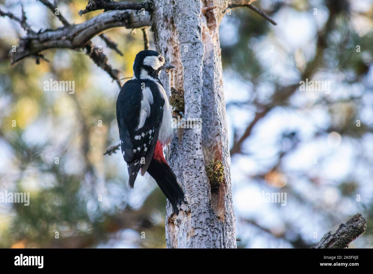 Specht im Nuuksio Nationalpark, Finnland Stockfoto