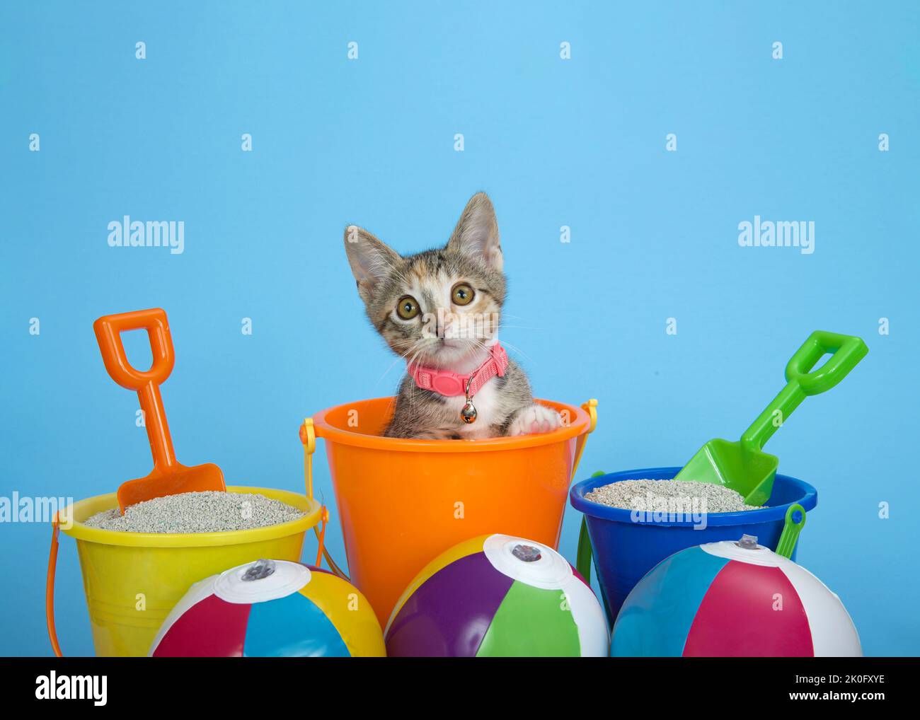 Tabby Calico Kätzchen gucken aus einem Orang-Sandeimer mit Kitty-Wurf in Eimern mit Schaufeln, kleinen bunten Strandbällen. Blauer Hintergrund. Stockfoto