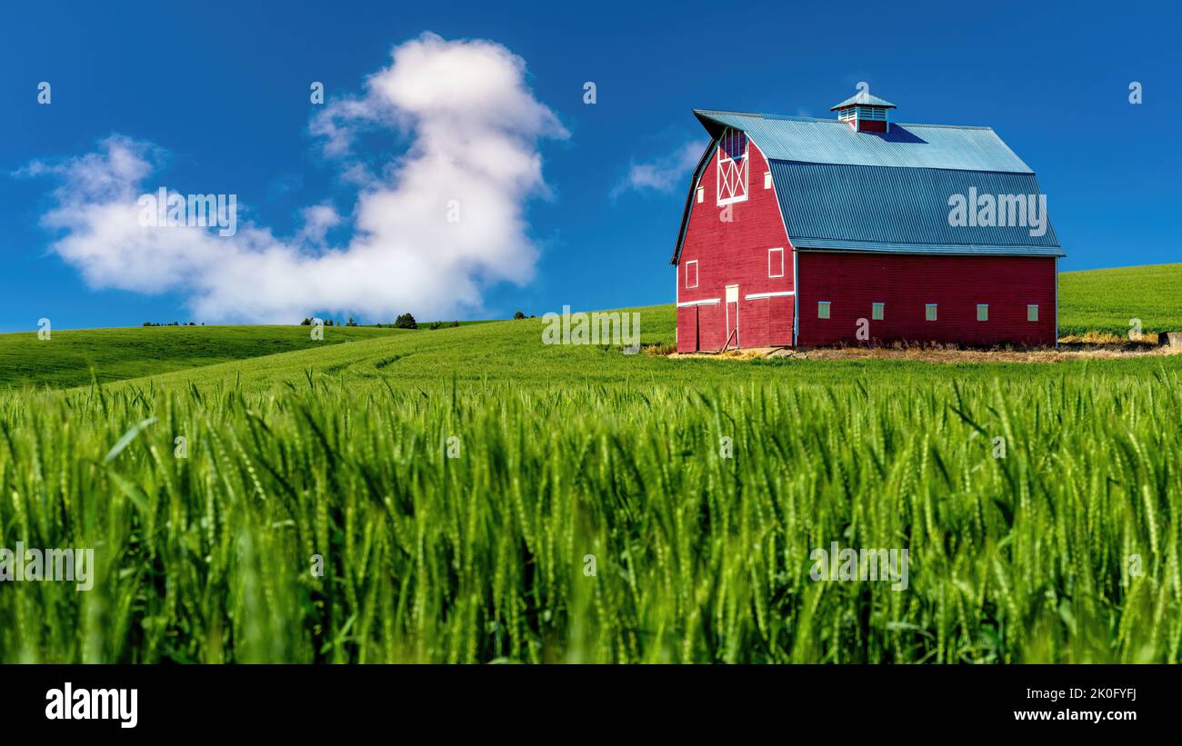 Eastern Washington Farm mit roter Scheune und Weizenfeld Stockfoto