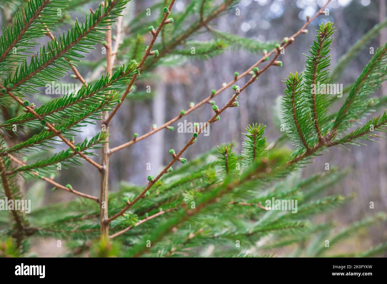 Junge Sprossen eines Weihnachtsbaums im Frühlingswald Stockfoto