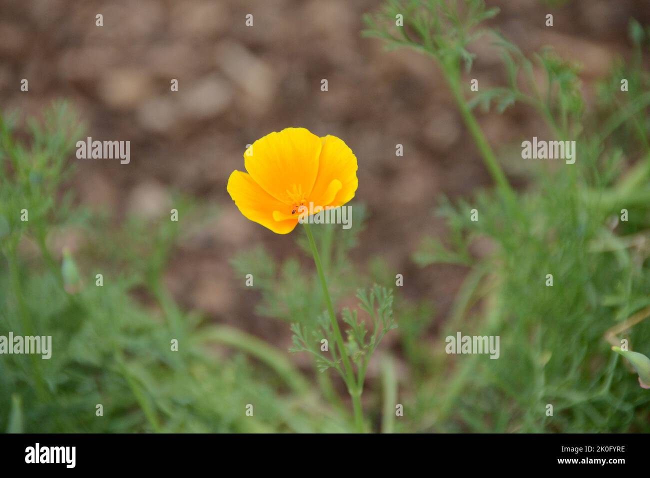 California Poppy (Eschschscholzia california), blühend, offen, im Garten Stockfoto