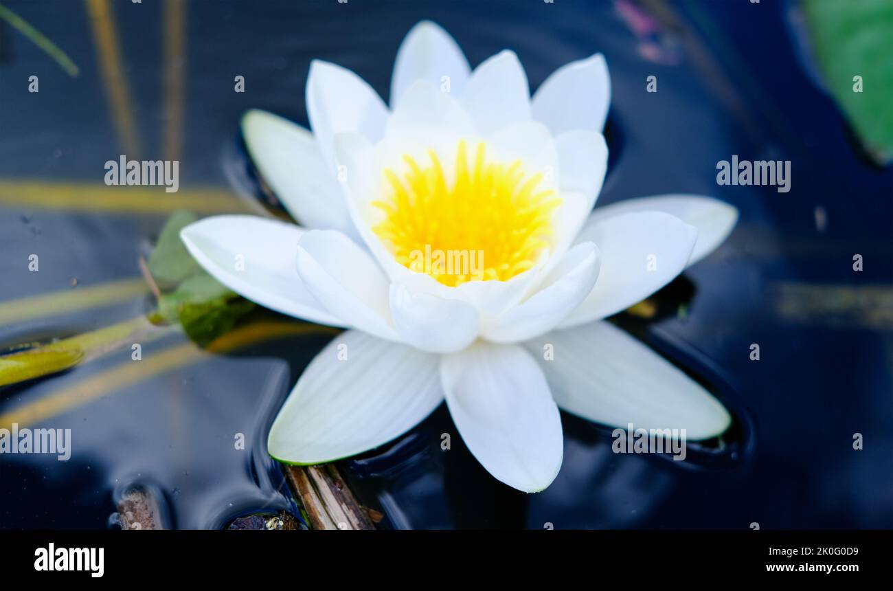 Weiße Wasserpflanze der Seerosenfamilie, die aus nächster Nähe auf dem Wasser schwimmt Stockfoto
