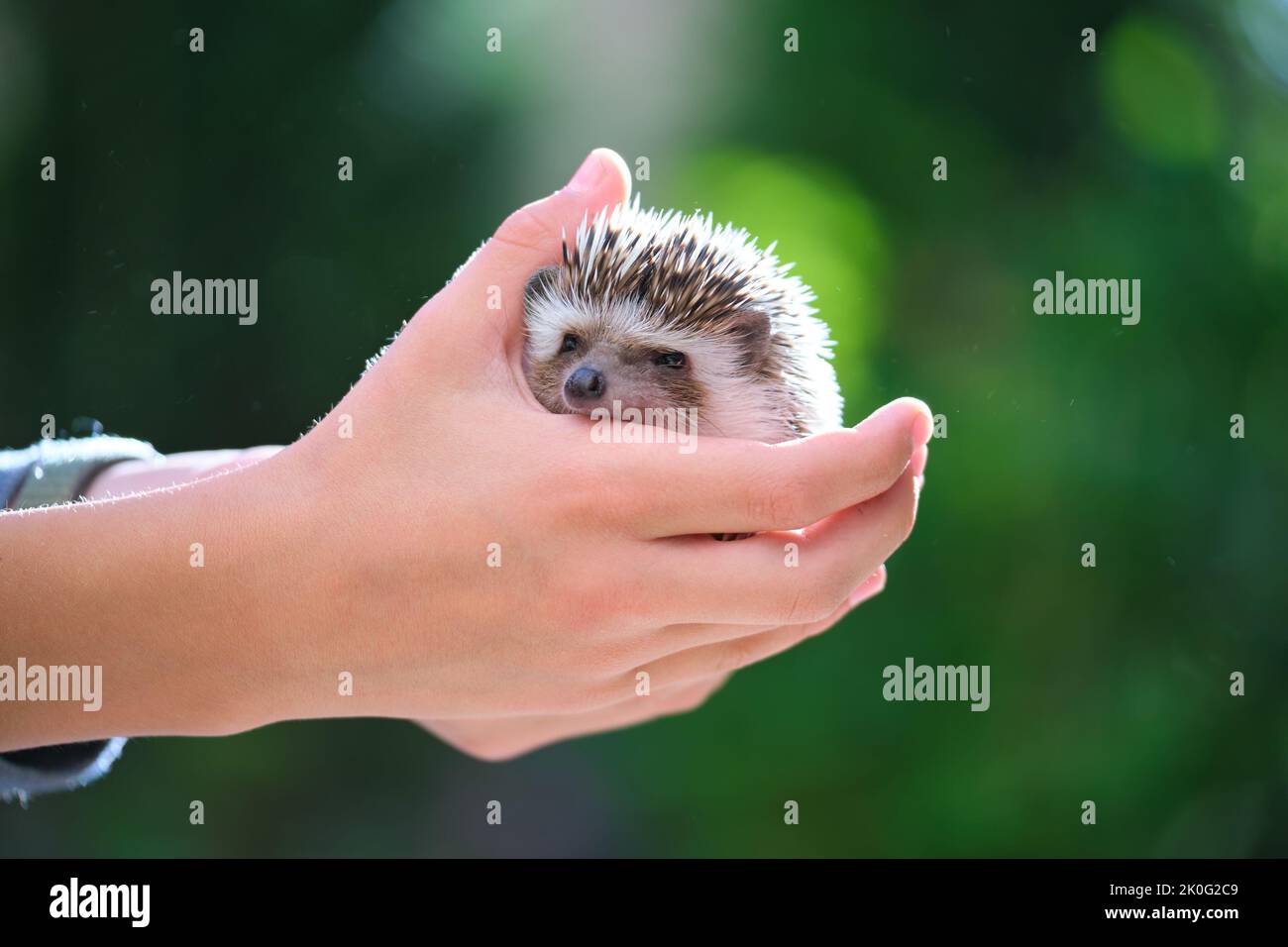 Menschliche Hände halten kleine afrikanische Igel Haustier im Freien am Sommertag. Haustierhaltung und Haustierpflege Konzept Stockfoto