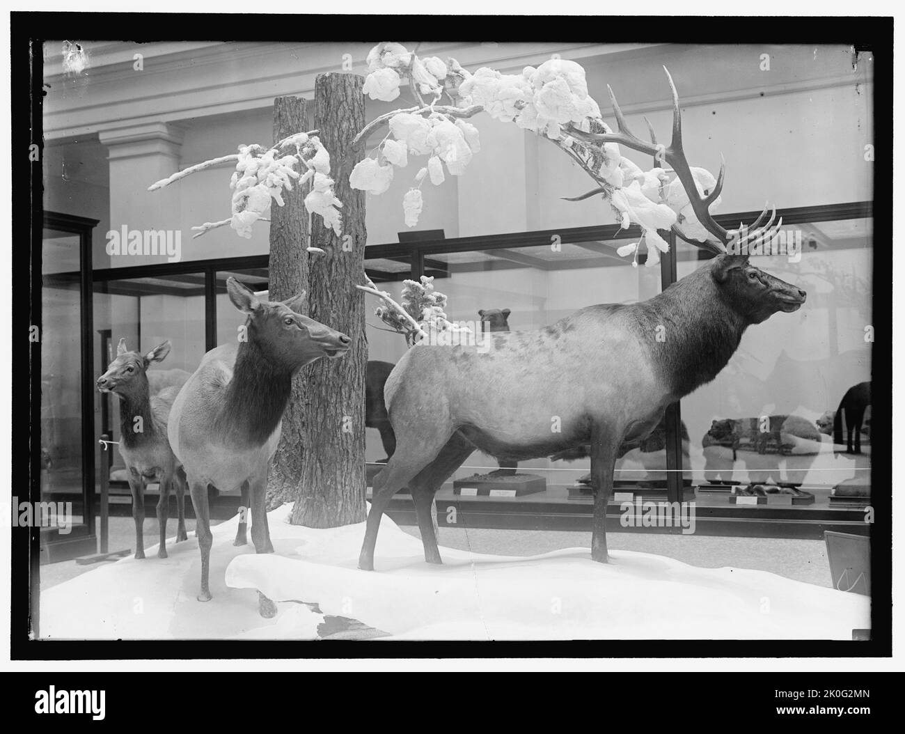 Museum diorama Ausgeschnittene Stockfotos und -bilder - Alamy
