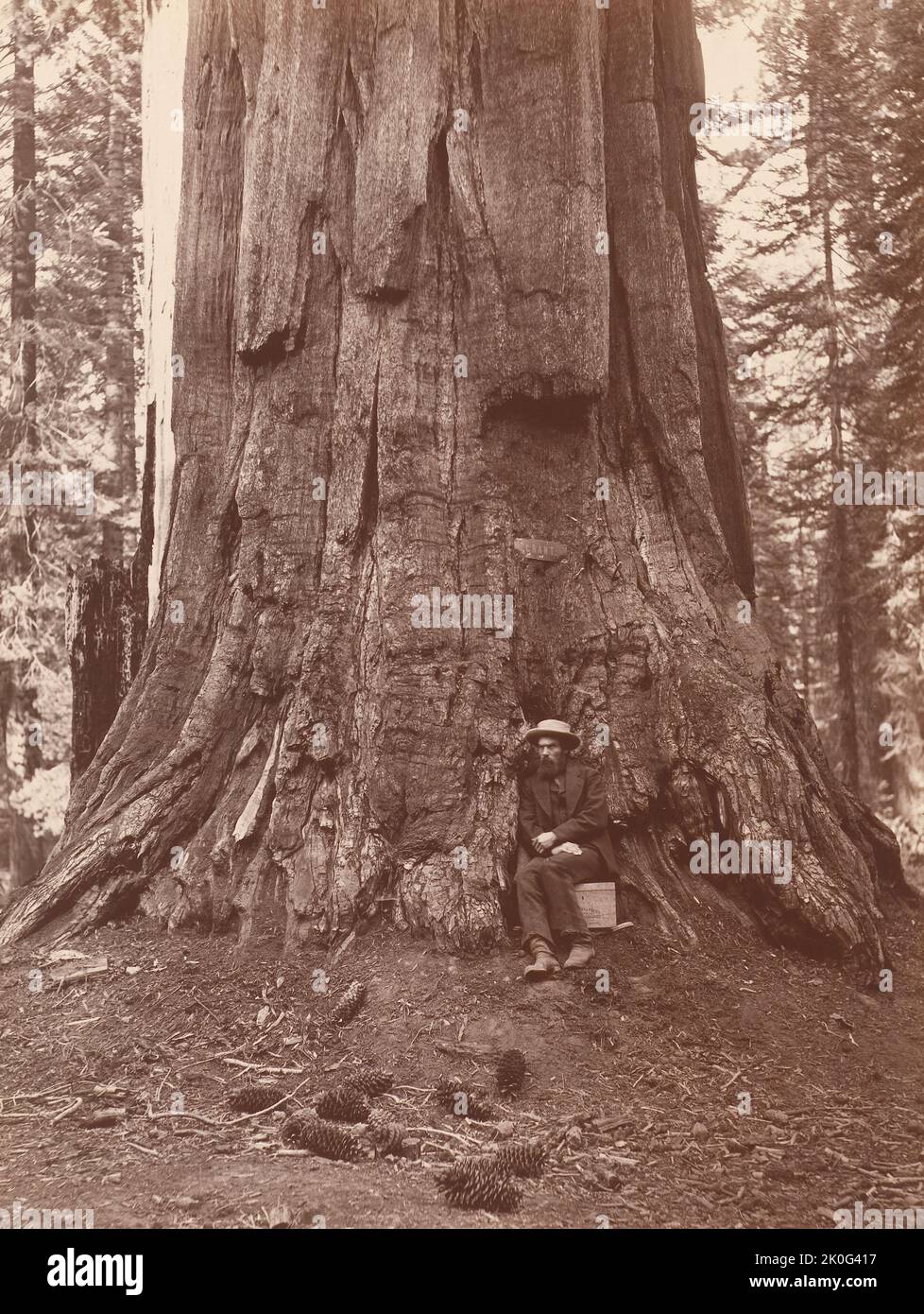 Der englische Fotograf Eadweard Muybridge (1830-1904) oder Edward Muybridge, der am Fuße eines riesigen kalifornischen Redwood-Baumes sitzt Stockfoto