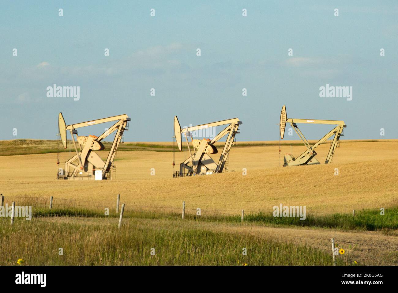 Die Industrieszene zeigt Ölbrunnen, die Öl mit drei arbeitenden Kürbissen in einem Prärieweizenfeld bei Sonnenuntergang im Westen von North Dakota Pumpen. Stockfoto