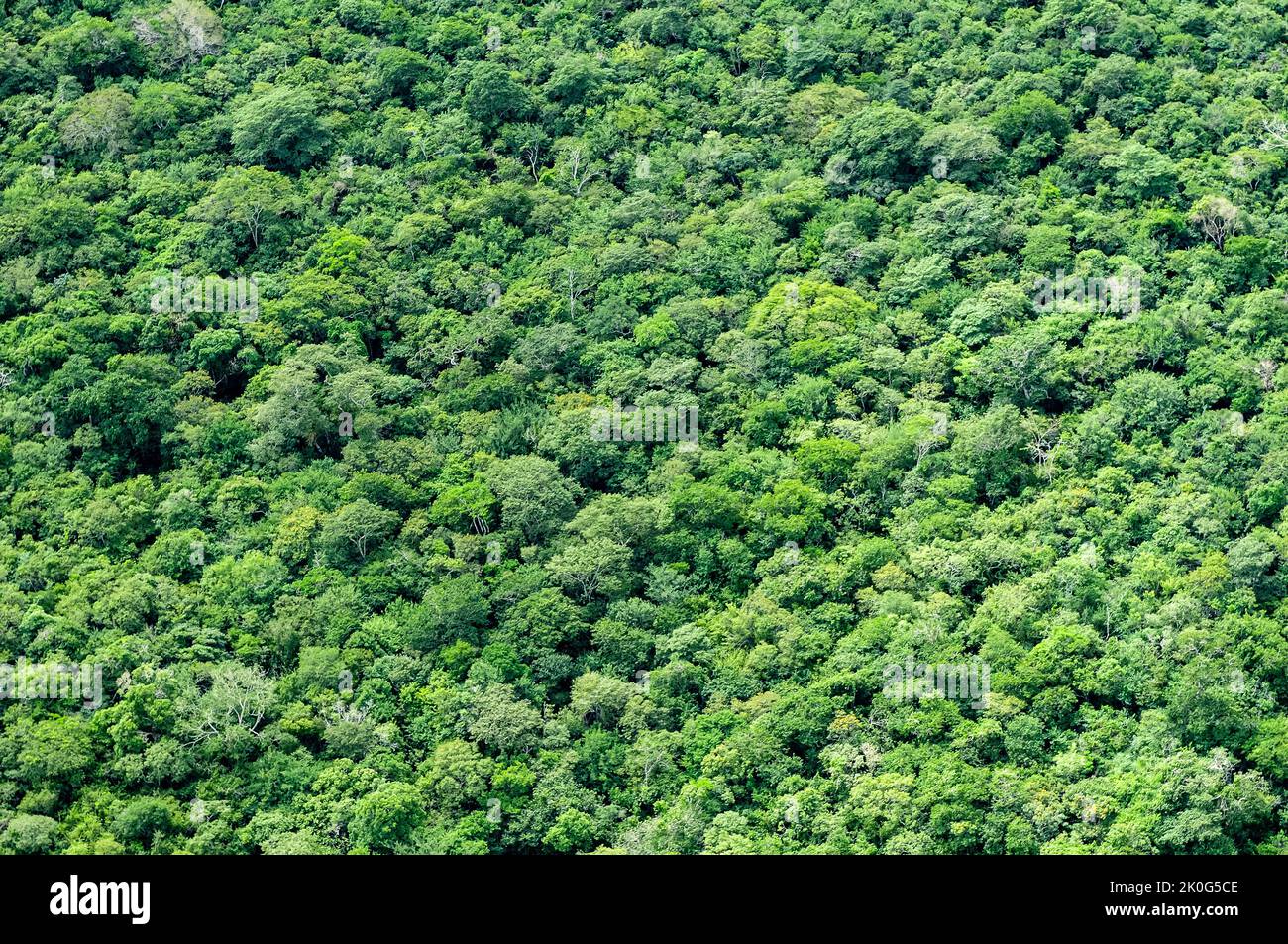 Brasilianischer Regenwald. Luftaufnahme, die eine Textur mit den Bäumen des Atlantischen Waldes bildet, João Pessoa, Paraíba, Brasilien. Stockfoto