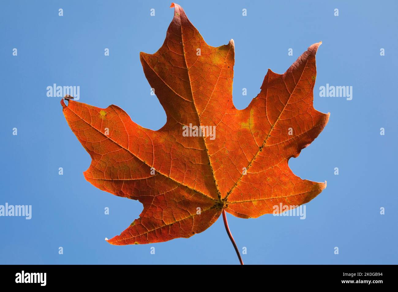 Nahaufnahme des orangen Acer - Ahornblatt vor blauem Himmel im Herbst. Stockfoto