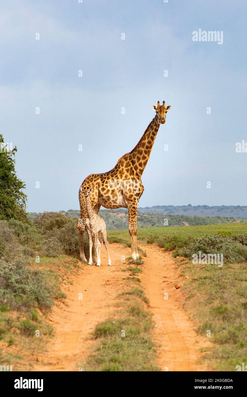Wildmutter und neugeborenes Giraffenkalb in Südafrika Stockfoto