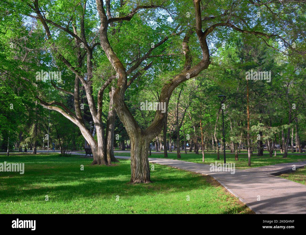 Stadtpark im Frühling. Ein Baum mit schiefen Ästen auf dem grünen Gras im Park der Herrlichkeit. Nowosibirsk, Sibirien, Russland, 2022 Stockfoto