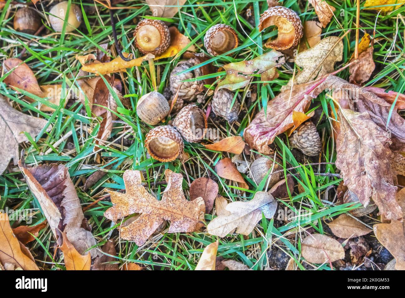 Hintergrund von Eicheln und Herbstblättern auf dem Boden mit grünen Grashalmen Stockfoto