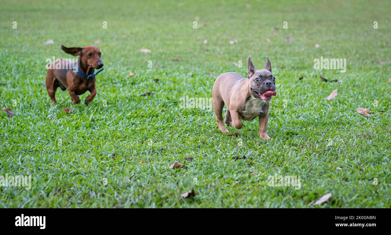 Zwei Hunde unterschiedlicher Rasse, French Bulldog und Dachshund jagen und laufen auf dem Feld. Stockfoto