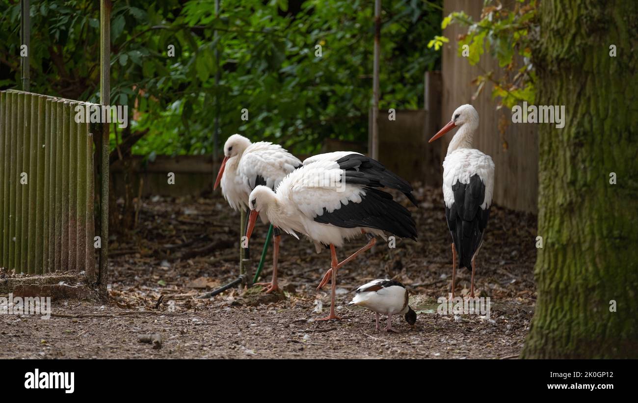 Vogelstörche und Enten im Park, große Schwarzstörche und weiße Störche im Reservat. Stockfoto