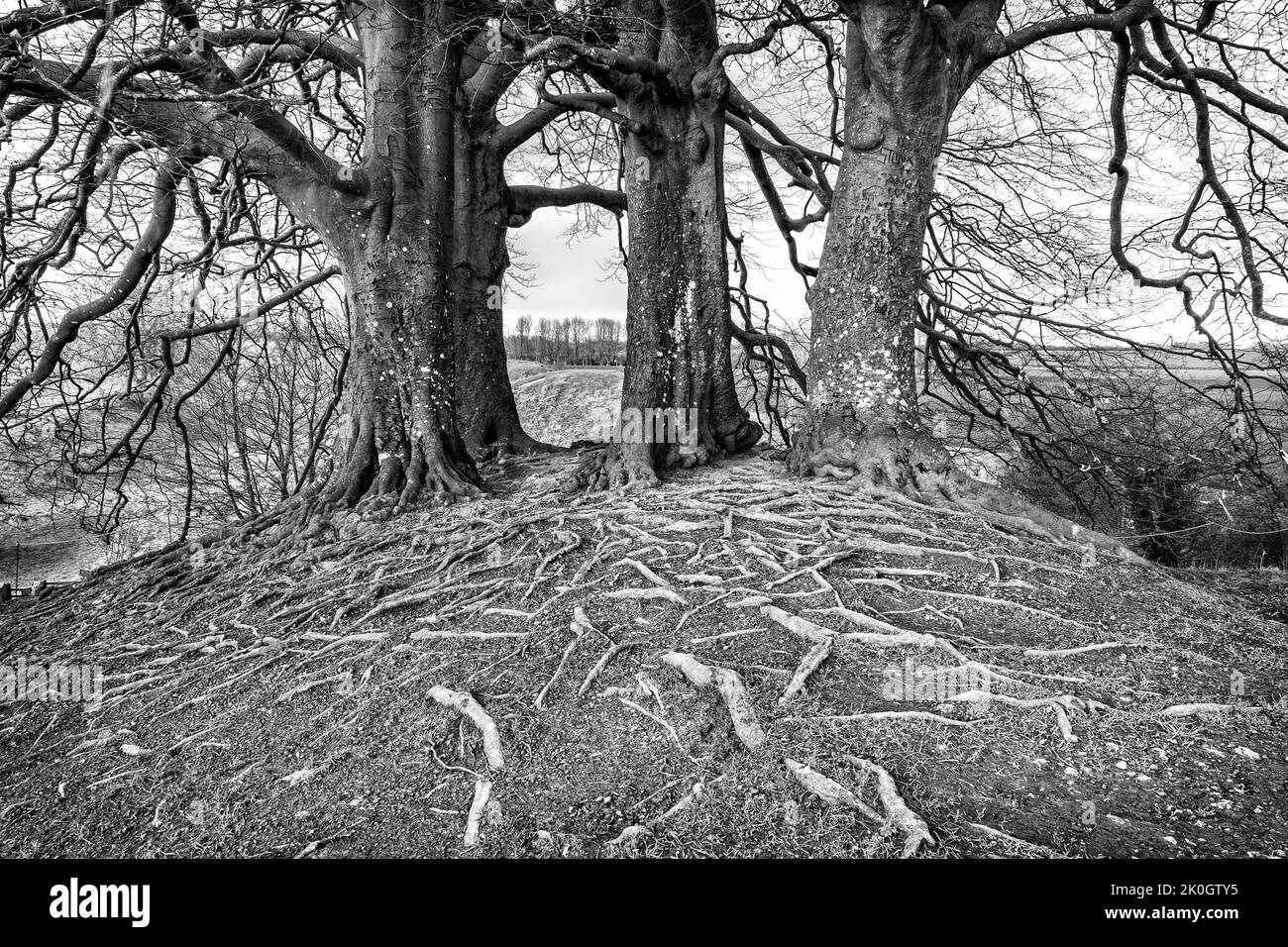 Bäume, die J. R. R. Tolkiens „wandelte Bäume“ in „der Herr der Ringe“ inspirierten Stockfoto