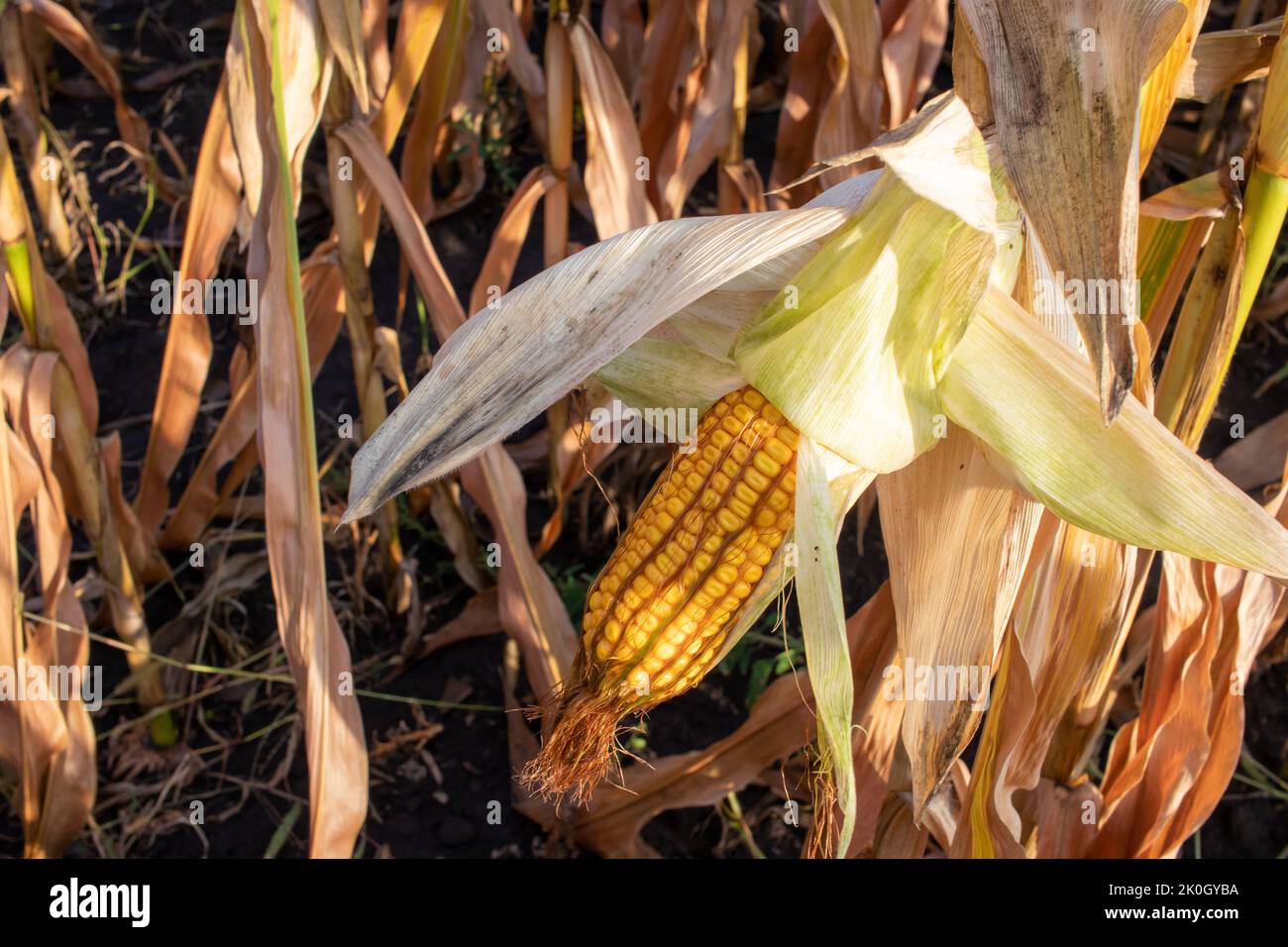 Mais auf dem Maisfeld. Herbsternte. Nahaufnahme der gelben Maiskolben Stockfoto