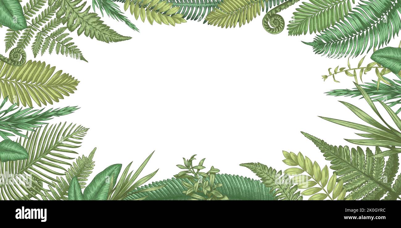 Farn Hintergrund. Hintergrund mit handgezeichneten Waldpflanzen und ländlichen Kräutern, floralen und botanischen Zierelementen. Vector leeres Banner mit Platz für Stock Vektor