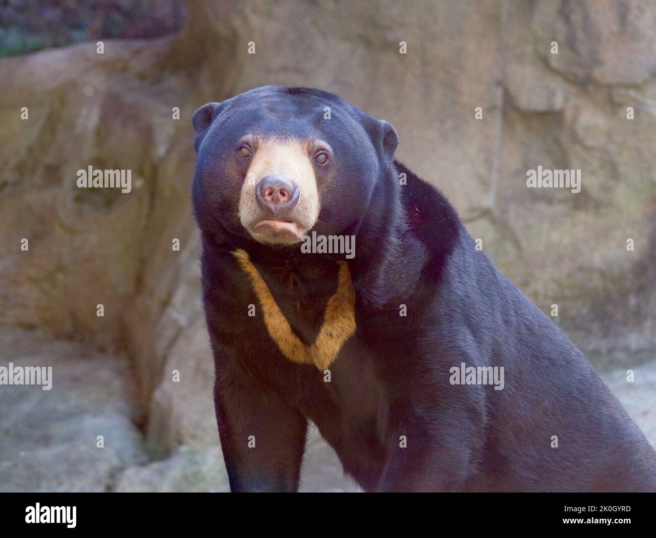 Betörend charismatischer männlicher Sun Bear in faszinierender Schönheit. Stockfoto