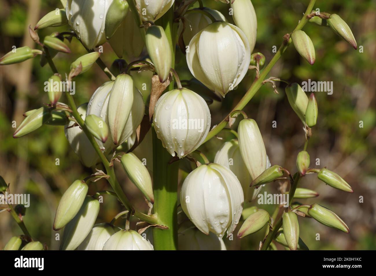 Nahaufnahme von weißen Blüten von Yucca gloriosa 'Variegata', einem bunten spanischen Dolch in einem holländischen Garten. September, Sommer Stockfoto