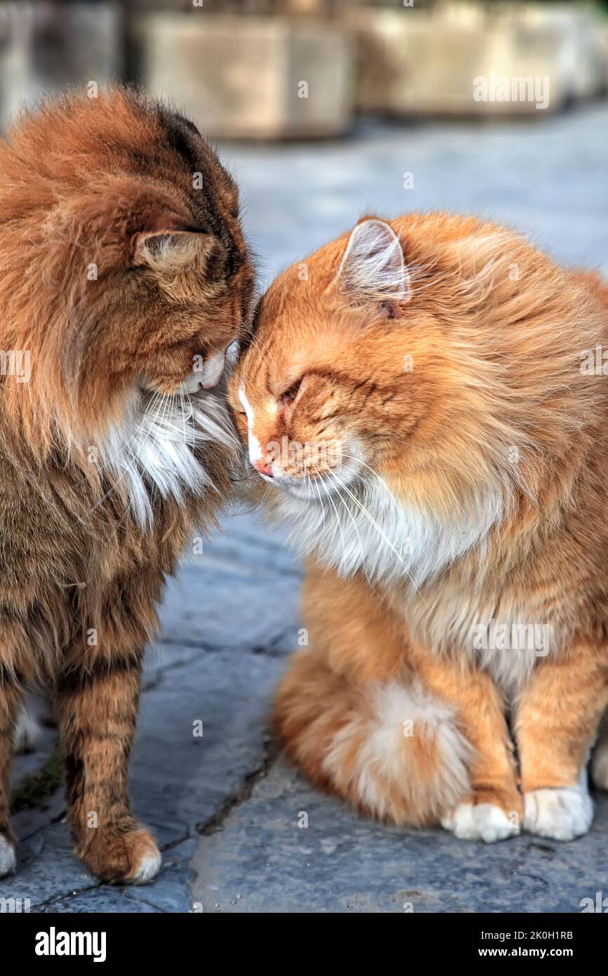Schöne Katzen, die sich liebten, lehnen ihre Köpfe aneinander Stockfoto