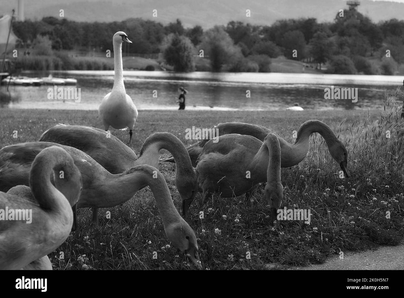 Eine Graustufe anmutiger Schwäne, die auf dem Feld an einem See grasen Stockfoto