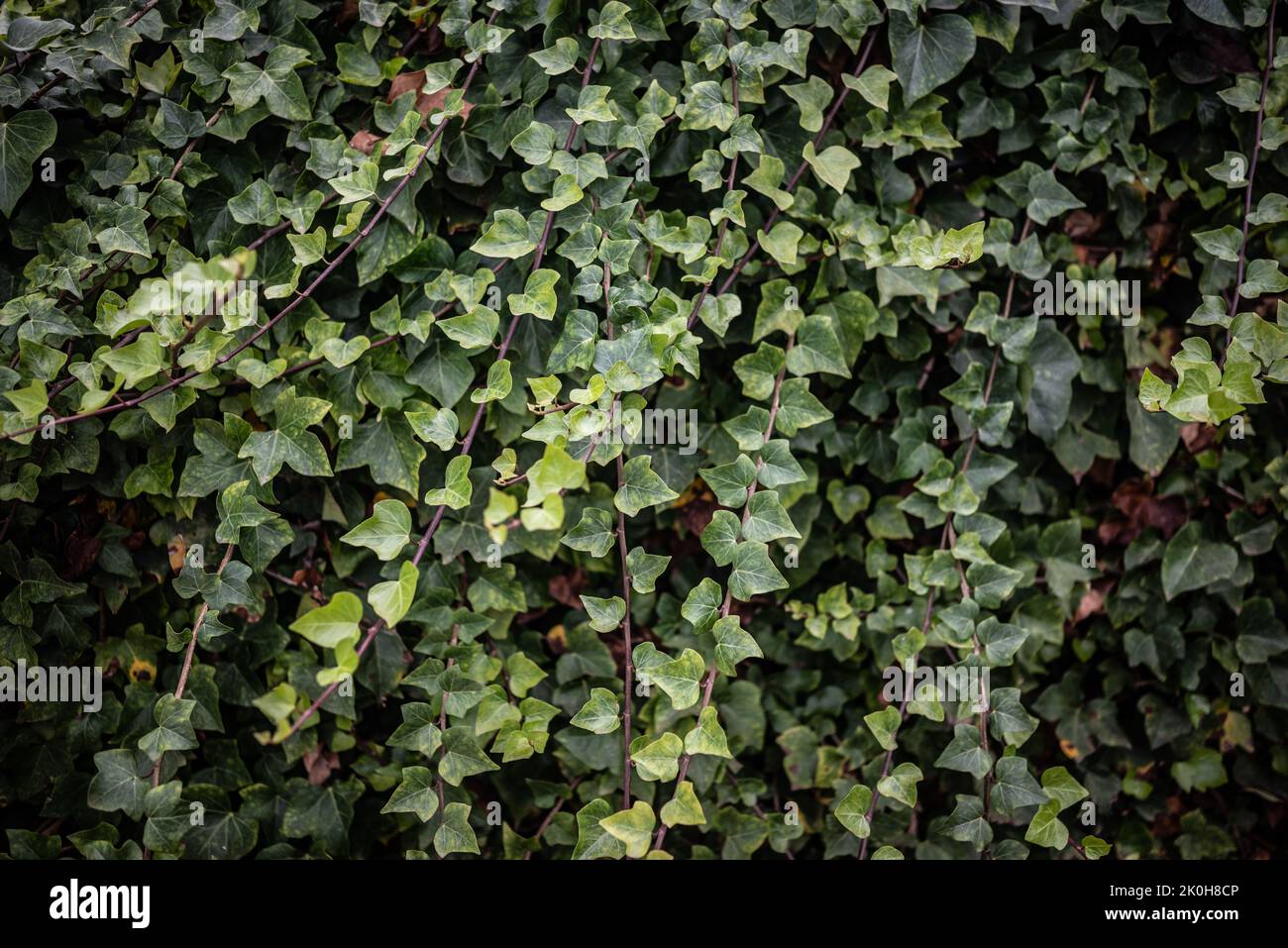 Canary Ivy hinterlässt den Hintergrund. Lange Zweige mit reichlich grünem Laub Stockfoto