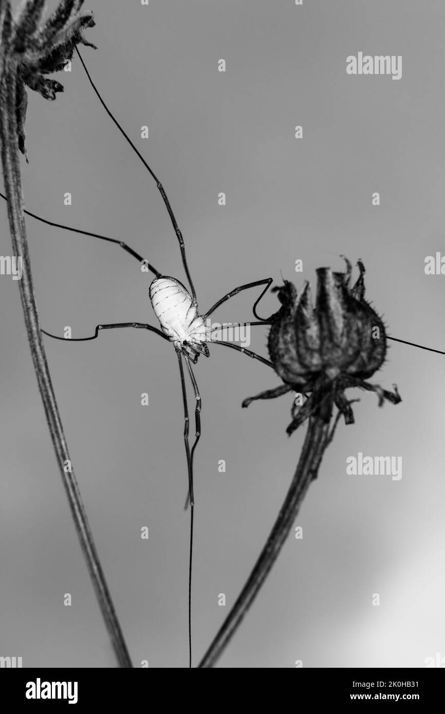 Spinne, die von einer Blume zur anderen übergeht Stockfoto