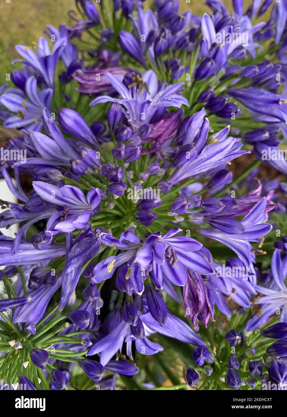 Nahaufnahme einer großen Blume von Agapanthus Blue, die im Garten in Großbritannien zu sehen ist. Stockfoto