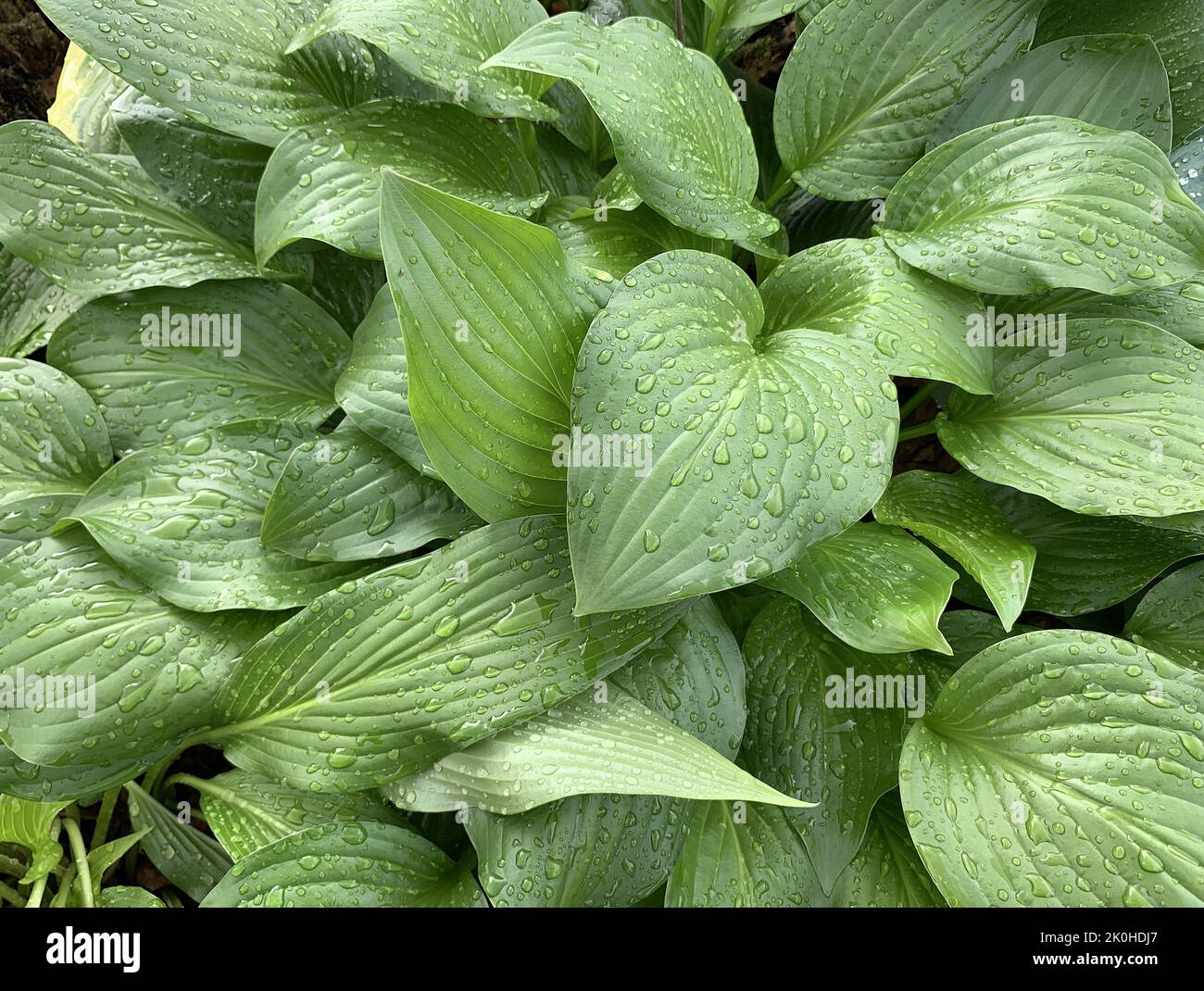 Hosta „Royal Standard“ große grüne, herzförmige Blätter mit Regentropfen. Top-Down-Makromuster Gartenarbeit, Floristik kommerziellen Hintergrund Textur. Stockfoto