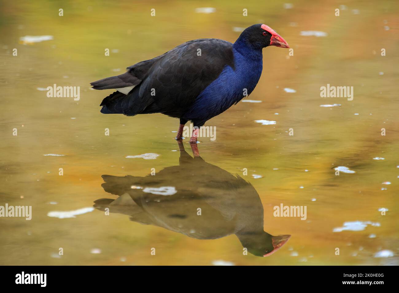 Ein Pukeko oder Australasian Swamphen, ein Feuchtgebiet Vogel. Fotografiert in Neuseeland Stockfoto