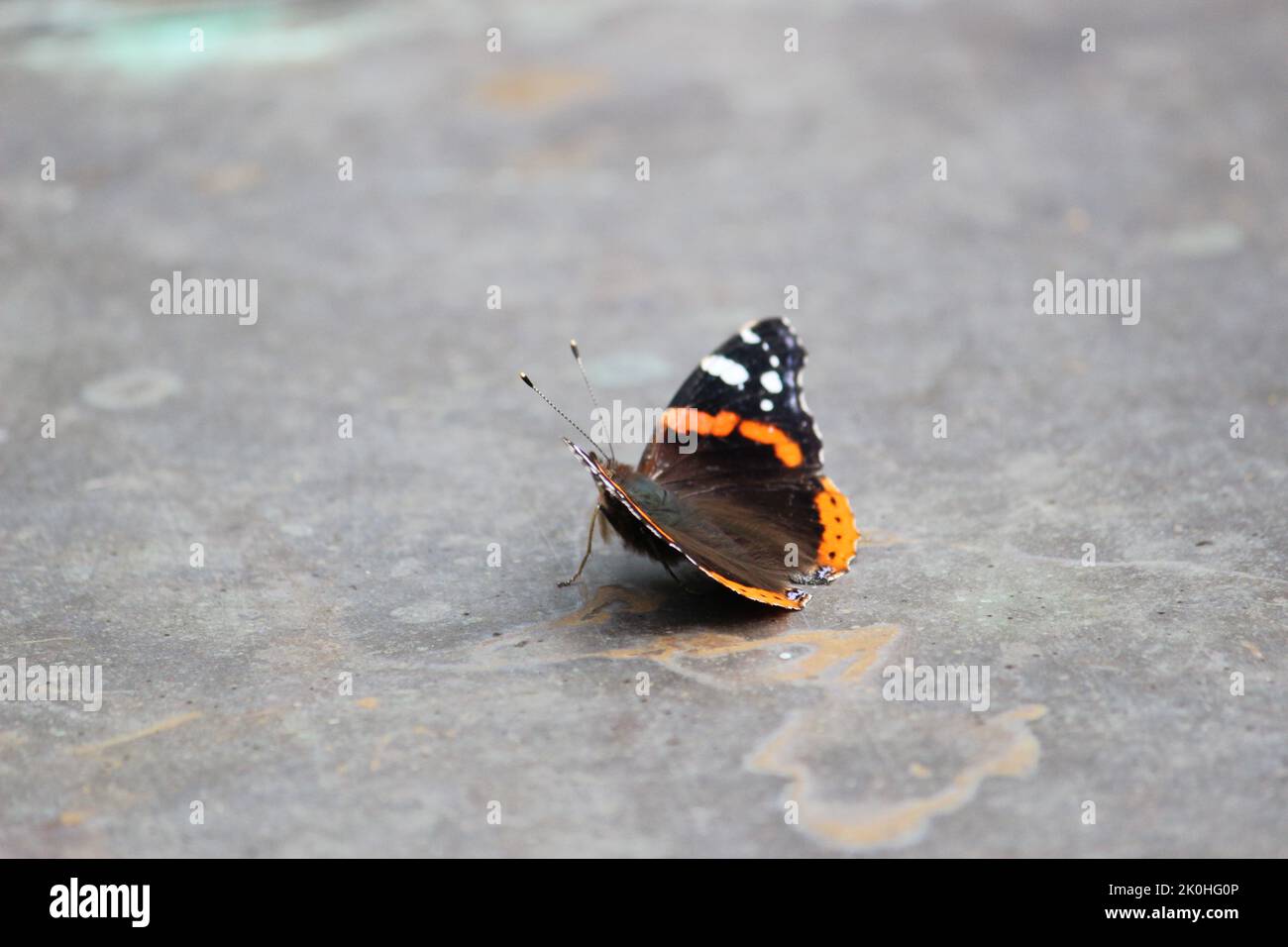 Ein schöner roter Admiralschmetterling auf einer grauen Marmoroberfläche Stockfoto