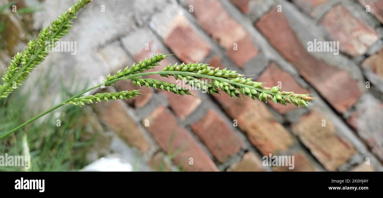 Eine umgedrehte vertikale Aufnahme von indischem Stachelgras, isoliert auf einem verwackelten Backsteinmauer-Hintergrund Stockfoto