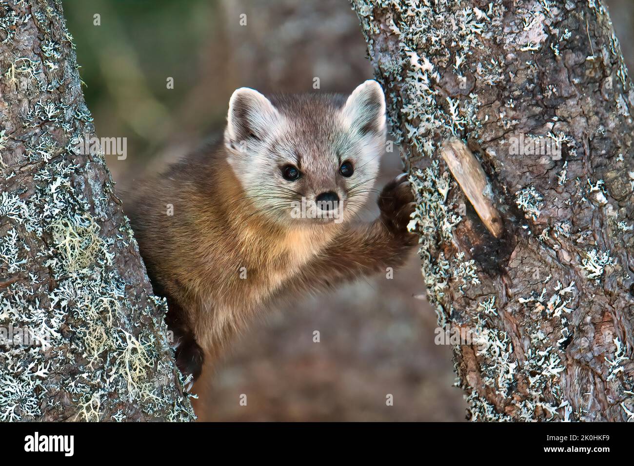 Ein süßer Neufundländer Kiefernmarder auf einem Baum vor einem verschwommenen Hintergrund Stockfoto