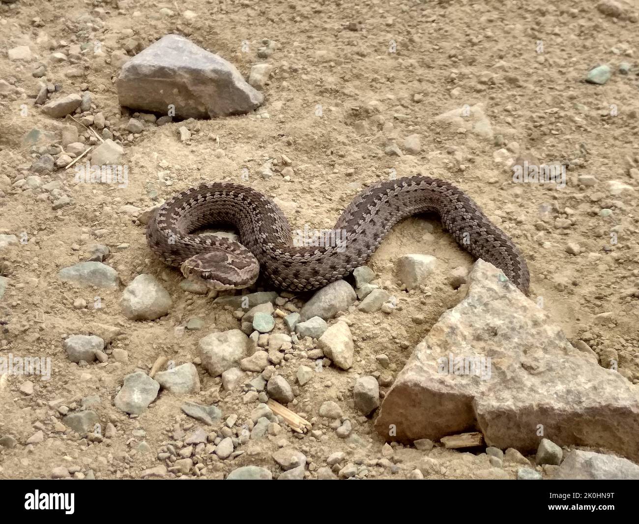 Eine Giftschlange auf dem Boden in der Nähe der Felsen Stockfotografie -  Alamy