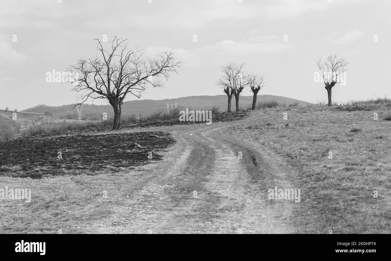 Eine monochrome Aufnahme von verbranntem Feld mit Laubbäumen Stockfoto