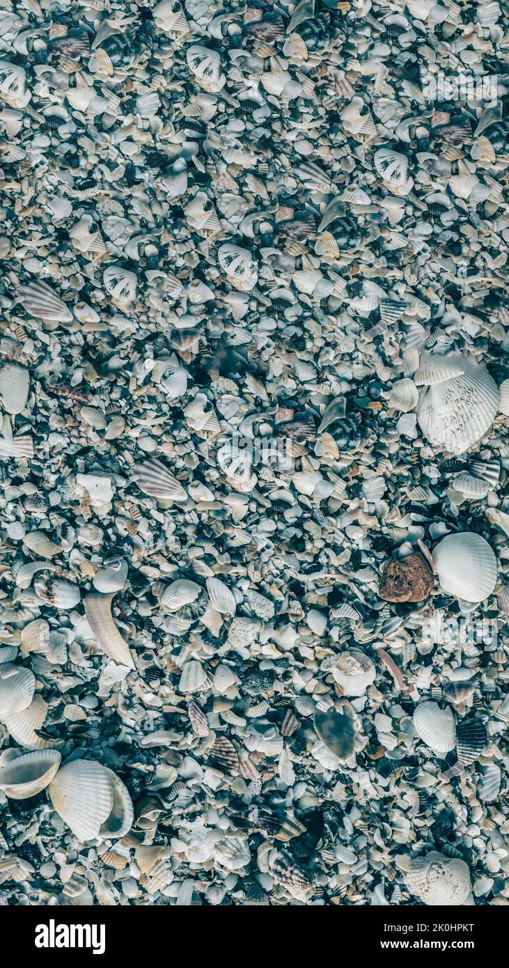 VERTIKALE Nahaufnahme Muscheln am Strand Sand Sommertag. Abstrakte Ozean Hintergrund Muster Sammlung Stockfoto