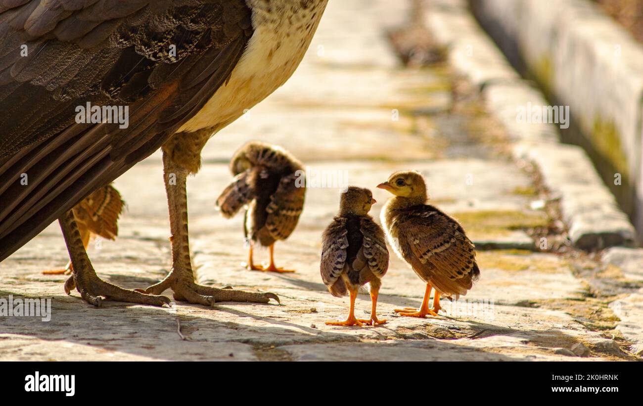 Eine Nahaufnahme von drei entzückenden Baby-Peahens, die an den Beinen ihrer Mutter stehen Stockfoto