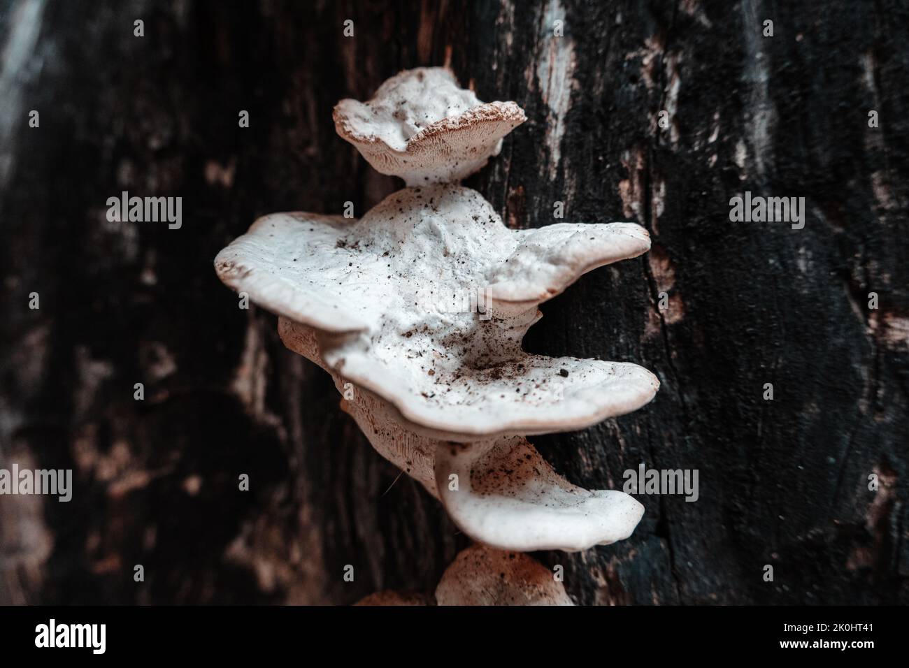 Eine Nahaufnahme von weißen Pilzen aus Polyporen, die auf Baumrinde im Wald wachsen Stockfoto
