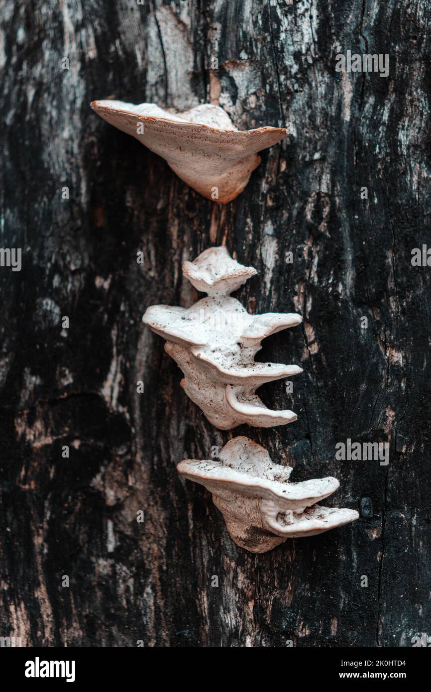Eine vertikale Nahaufnahme von weißen Pyporen-Pilzen, die auf Baumrinde im Wald wachsen Stockfoto