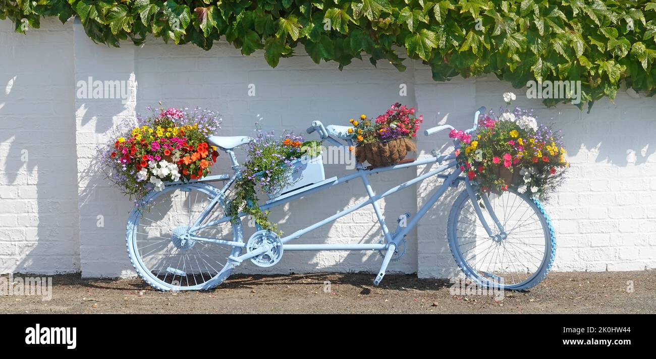 Blue Tandem Fahrrad gebaut für zwei hält Blumenkörbe mit bunten Sommer blühenden Bettwäsche Pflanzen gefüllt lehnt sich an Bürgersteig Hütte Wand Norfolk UK Stockfoto