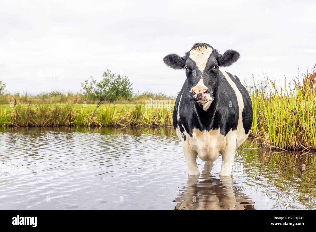 Kuh, die sich abkühlt, schwimmen geht, baden geht und in einem Bach steht, neugierig aussieht, sich im Wasser spiegelt, Stockfoto