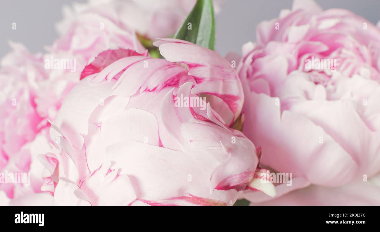 Tapete mit schönen Blumen weiß und rosa Pfingstrosen. Florale Kompositionen, Tageslicht. Schöne hellrosa Pfingstrose. Pastellfarbene Pfingstrosen blühen als Flora Stockfoto