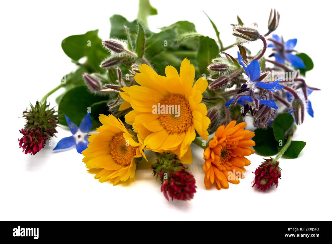Buntes Bukett von Herbstblumen auf weißem Hintergrund Stockfoto