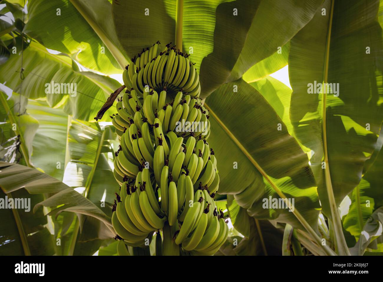Haufen grüner Bananen in einer Plantage Stockfoto