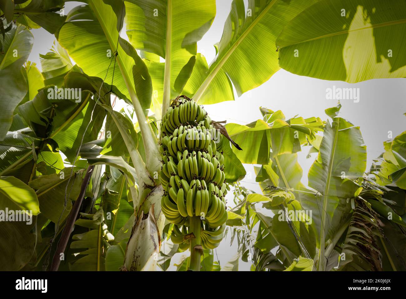 Haufen grüner Bananen in einer Plantage Stockfoto